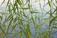 Bamboo Growing Waterside Poster Print by Keren Su showcasing tranquil waterside scenery.