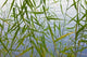 Bamboo Growing Waterside Poster Print by Keren Su showcasing tranquil waterside scenery.