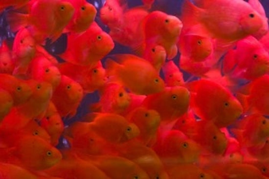 Swarms of Gold Fish poster print by Keren Su showcasing vibrant aquatic life.