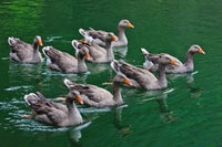 Ducks on the Lake Fine Art Print by Keren Su showcasing serene nature in Zhejiang Province, China.
