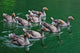 Ducks on the Lake Fine Art Print by Keren Su showcasing serene nature in Zhejiang Province, China.