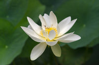 Lotus Flower Poster Print by Keren Su - Beautiful floral artwork