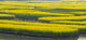 Thousand-Islet canola flower fields with rivers poster print by Keren Su.