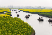Rowing boat on river through canola flower fields in China poster print