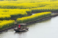 Rowing boat on river surrounded by canola flower fields in Xinghua, Jiangsu Province, China.