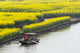 Rowing boat on river surrounded by canola flower fields in Xinghua, Jiangsu Province, China.