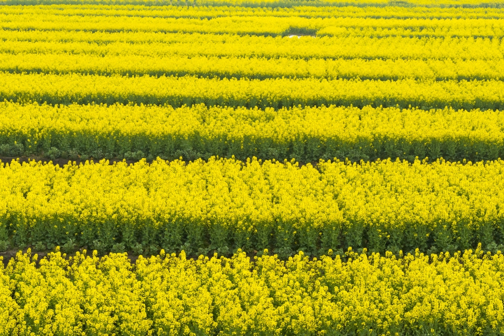 Canola Flower Fields Poster Print by Keren Su showcasing vibrant yellow canola flowers in Jiangsu Province, China.