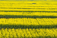 Canola Flower Fields Poster Print by Keren Su showcasing vibrant yellow canola flowers in Jiangsu Province, China.