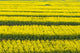 Canola Flower Fields Poster Print by Keren Su showcasing vibrant yellow canola flowers in Jiangsu Province, China.