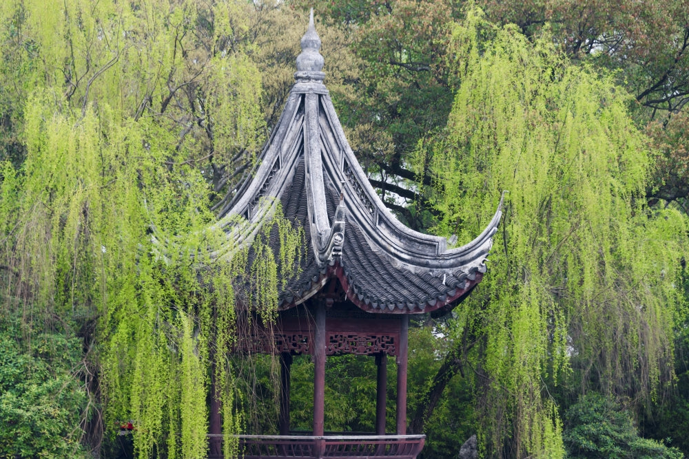 Pavilion with Willow Trees at Xiaolianzhuang Resort Poster Print by Keren Su
