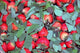 Chongqing Strawberries in Fruit Market Poster Print by Kymri Wilt