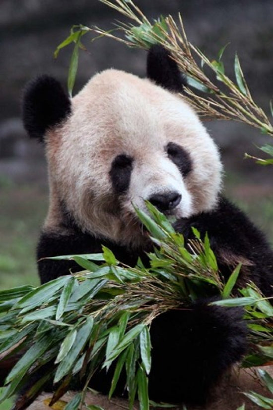 Giant Panda bear poster print from Chongqing Zoo by Kymri Wilt.