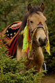 Horse Racing Festival in Zhongdian, Yunnan Province Poster Print by Pete Oxford