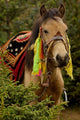 Horse at the Horse Racing Festival poster print by Pete Oxford, featuring vibrant horses in motion.