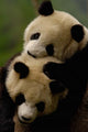 Giant Panda Bears Poster Print by Pete Oxford showcasing two pandas in nature.