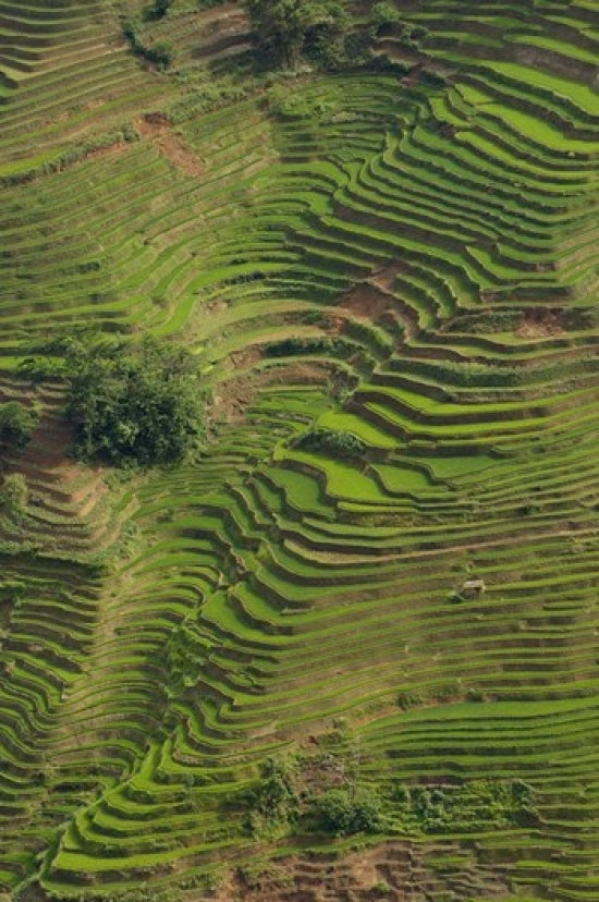 Rice Terraces of the Ailao Mountains poster print by Pete Oxford, showcasing vibrant green terraces and mountains.