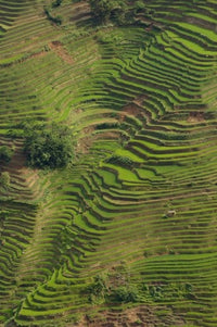 Rice Terraces of the Ailao Mountains poster print by Pete Oxford, showcasing vibrant green terraces and mountains.
