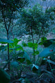 Temple Garden in Fengdu, Chongqing Province, China Poster Print by Walter Bibikow