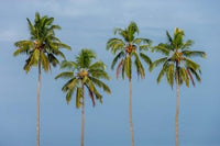 Coconut Trees in Backwaters, Kerala, India Poster Print by Ali Kabas