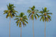 Coconut Trees in Backwaters, Kerala, India Poster Print by Ali Kabas