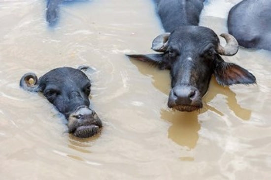 Water Buffalos in Ganges River Poster Print by Ali Kabas, showcasing serene nature scene in Varanasi, India.