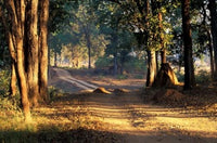Rural Road in Kanha National Park Poster Print by Art Wolfe