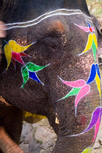 Elephant at Amber Fort Poster Print by Bill Bachmann showcasing vibrant Indian culture.