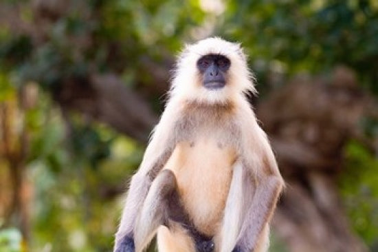 Monkey from Ranthambore National Park, India Poster Print by Bill Bachmann