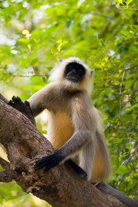 Monkey Poster Print featuring vibrant wildlife from Rajasthan, India by Bill Bachmann