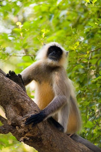 Monkey Poster Print from Rajasthan, India by Bill Bachmann