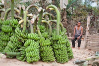 Bananas and the Man Who Picked Them Poster Print by Brent Bergherm, showcasing Meghalaya's lush landscapes.