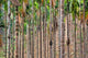 Beetle Nut Tree Trunk Detail Poster Print by Brent Bergherm showcasing intricate textures