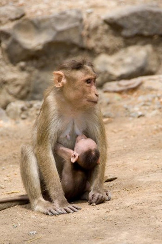 Elephanta Caves Monkeys Poster Print by Cindy Miller Hopkins
