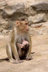 Elephanta Caves Monkeys Poster Print by Cindy Miller Hopkins
