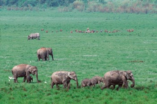 Asian Elephant in Kaziranga National Park Poster Print by Dee Ann Pederson