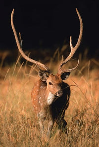 Chital in Bandhavgarh National Park Fine Art Print by Dee Ann Pederson