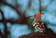 Poster print of Common Hoopoe in Bandhavgarh National Park, India by Dee Ann Pederson