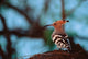 Common Hoopoe Bird Poster Print by Dee Ann Pederson