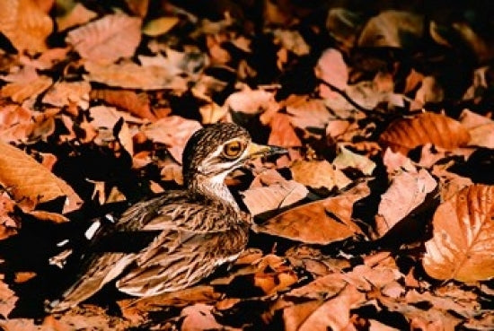 Eurasian Thick-knee poster print showcasing the bird in Bandhavgarh National Park, India.