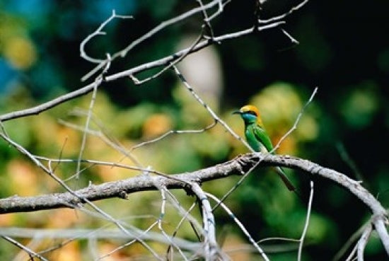 Green Bee-eater Poster Print in Bandhavgarh National Park by Dee Ann Pederson