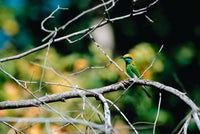 Green Bee-eater Poster Print in Bandhavgarh National Park by Dee Ann Pederson