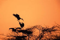 Painted Stork poster print against a sunset sky by Dee Ann Pederson
