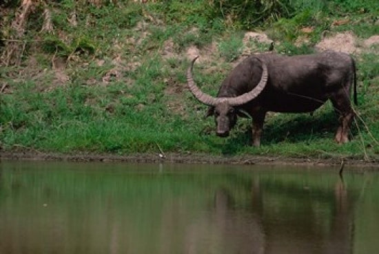 Water Buffalo in Kaziranga National Park Poster Print by Dee Ann Pederson