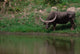 Water Buffalo in Kaziranga National Park Poster Print by Dee Ann Pederson