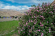 Pink Roses at Campsite near Hemis Monastery Poster Print by Ellen Clark