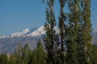 Poster print of trees in front of snow-capped mountains in Ladakh, India by Ellen Clark.