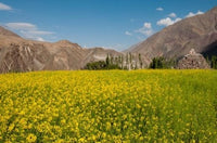 Mustard flowers and mountains in Alchi, Ladakh poster print by Ellen Clark