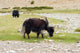 Yaks grazing on a dry creek bed in Ladakh Poster Print by Ellen Clark.