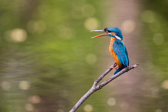 Kingfisher calling to its mate in Bandhavgarh National Park Poster Print by Ellen Goff