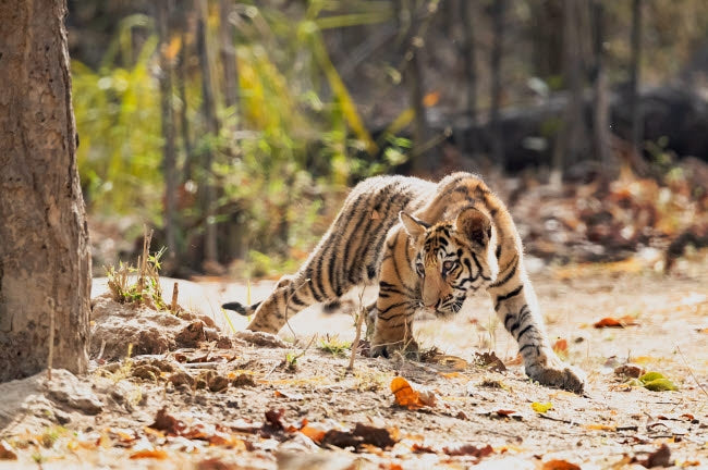Bengal tiger cub looking for something to stalk in Bandhavgarh National Park poster print.